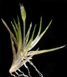 Centrolepis pallida, flowering head showing the unequal length of the floral bracts.
 Image: K.A. Ford © Landcare Research 2013 